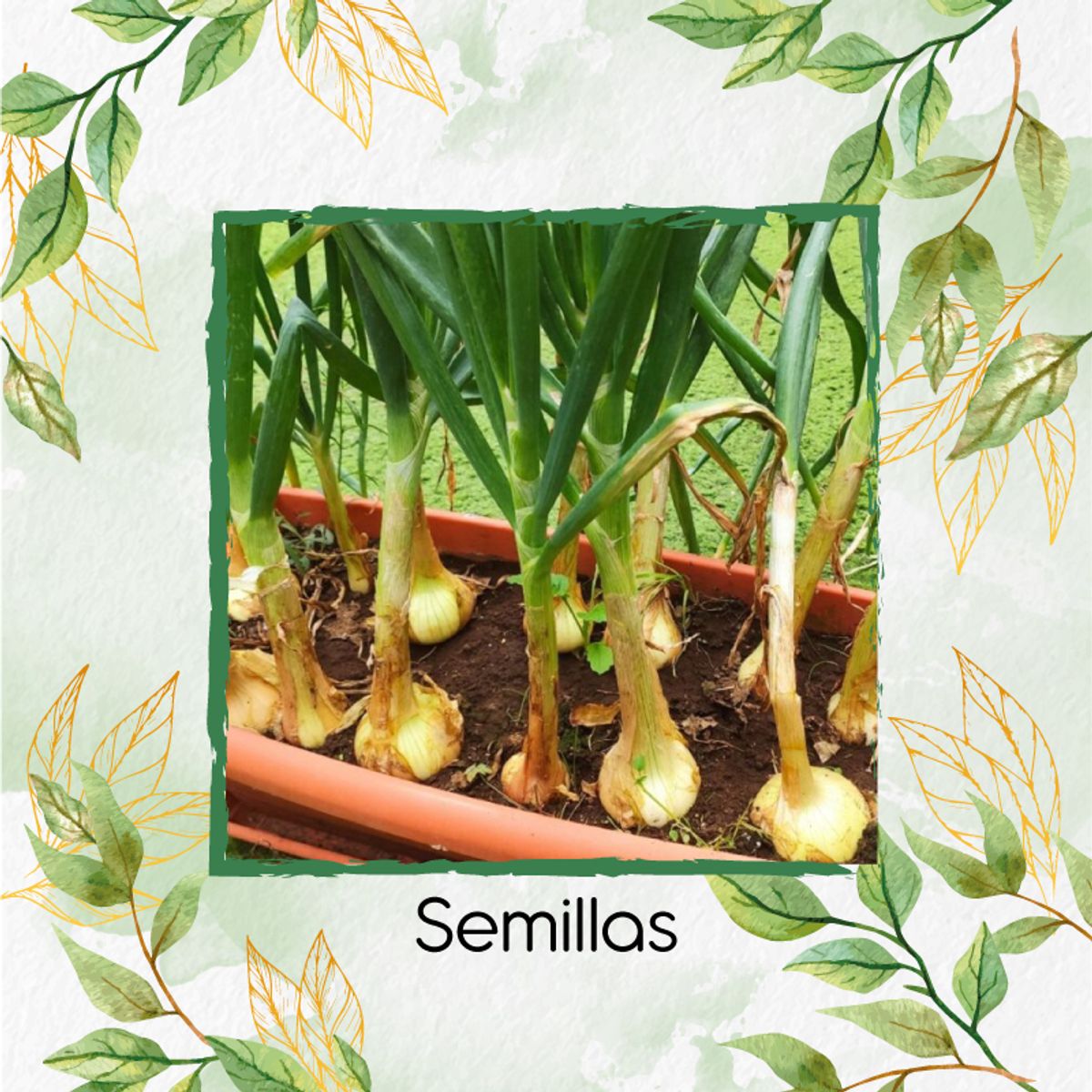 GENERICO - 4.000 Semillas Orgánicas De Cebolla