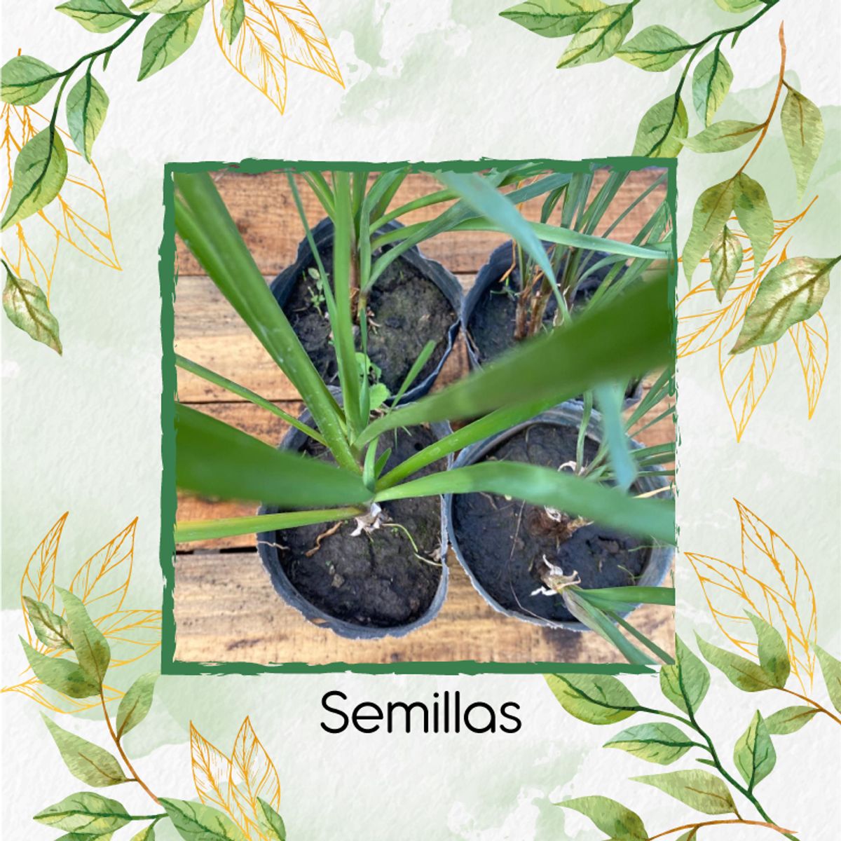 GENERICO - 50 Semillas Orgánicas De Cebolla Larga