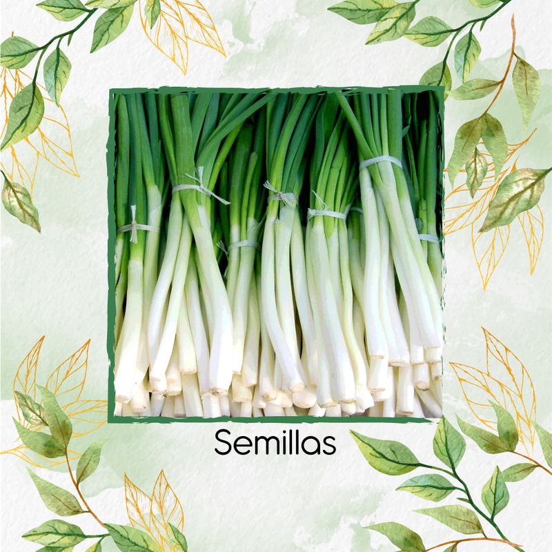 GENERICO - 100 Semillas Orgánicas De Cebolla Larga