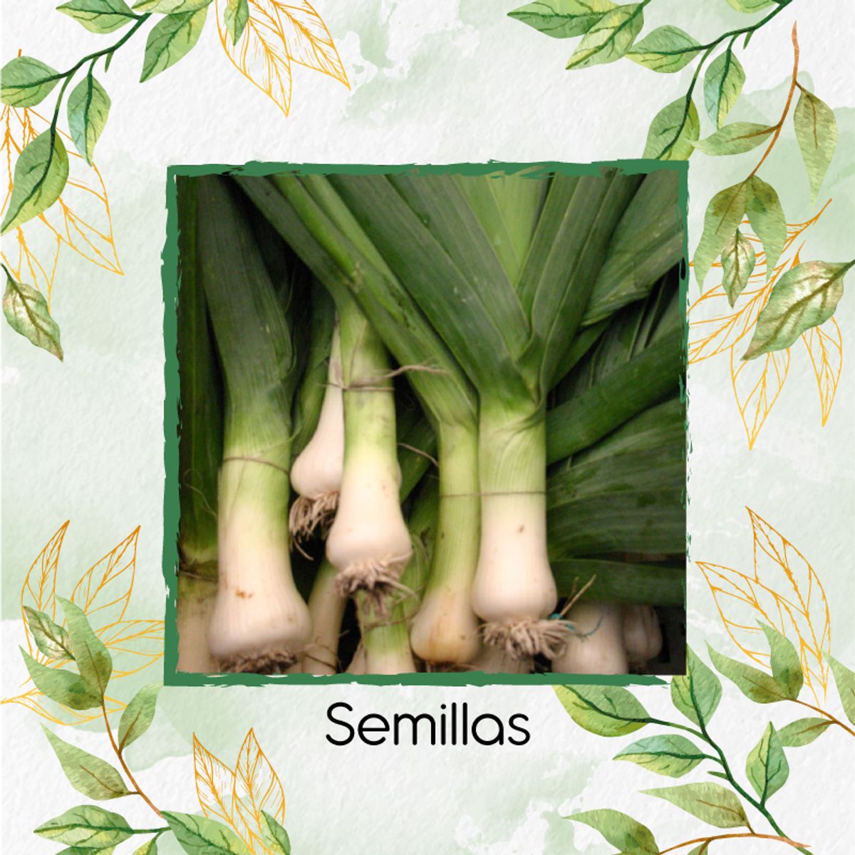 GENERICO - 100 Semillas Orgánicas De Cebolla Puerro