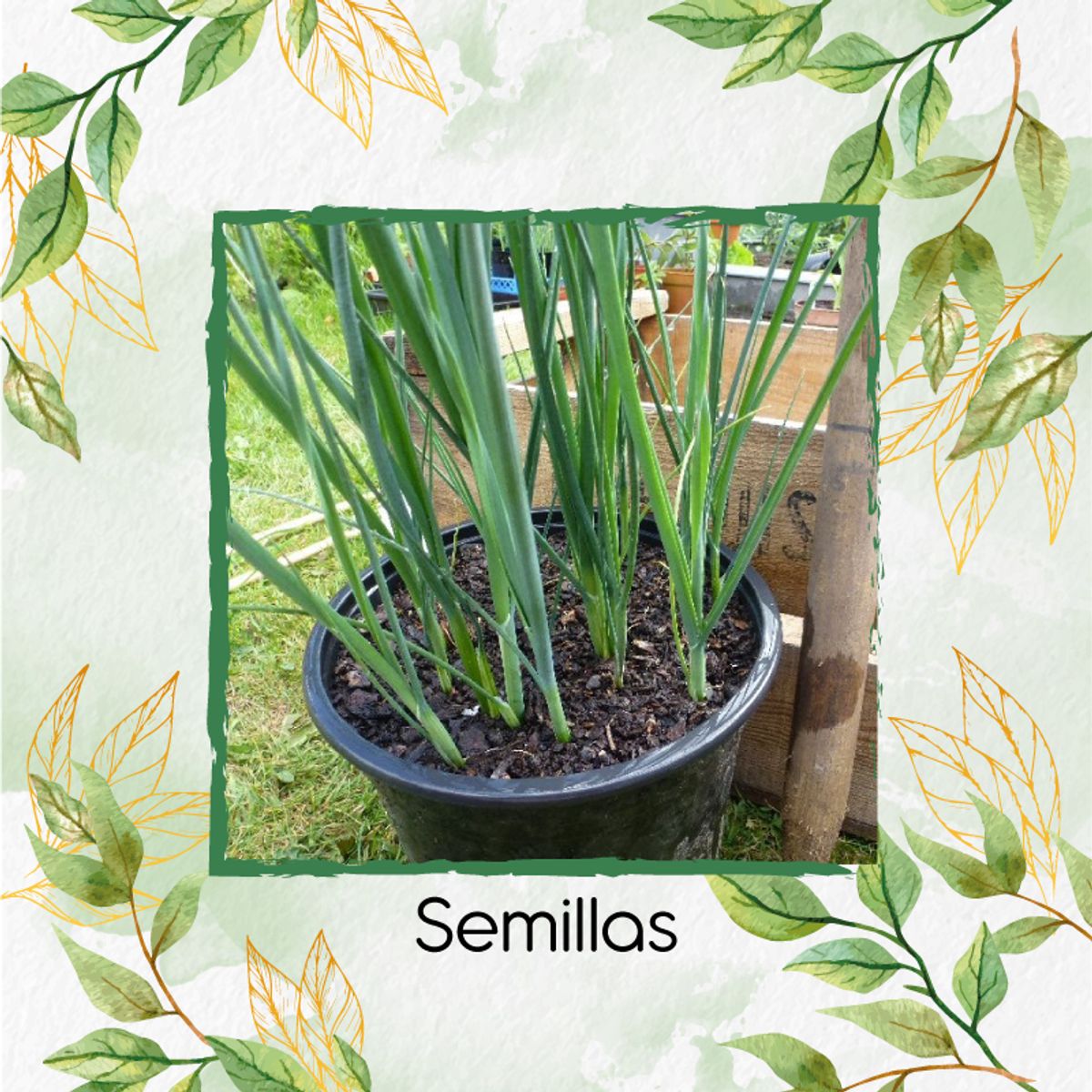 GENERICO - 1.000 Semillas Orgánicas De Cebolla Puerro