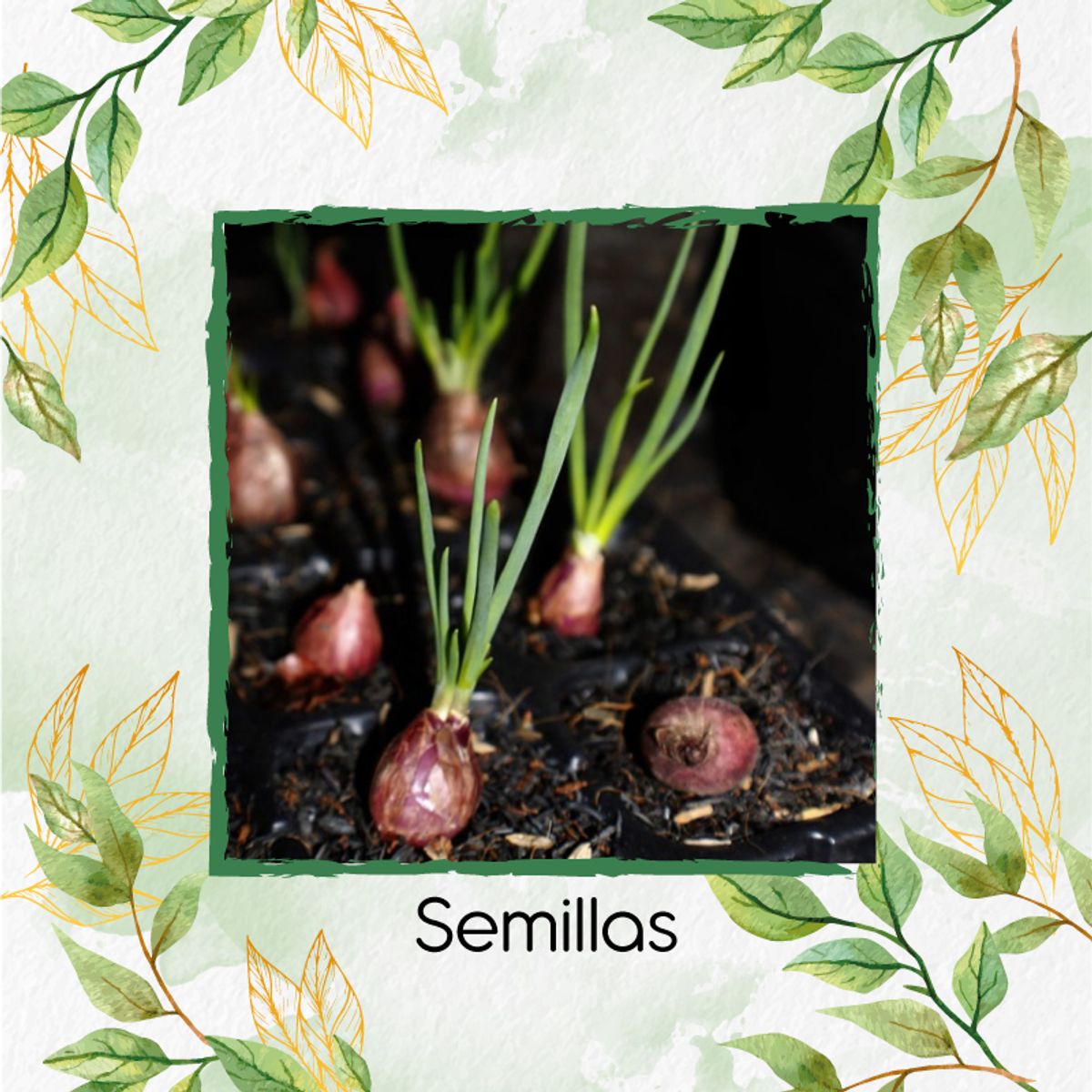 GENERICO - 50 Semillas Orgánicas De Cebolla Roja