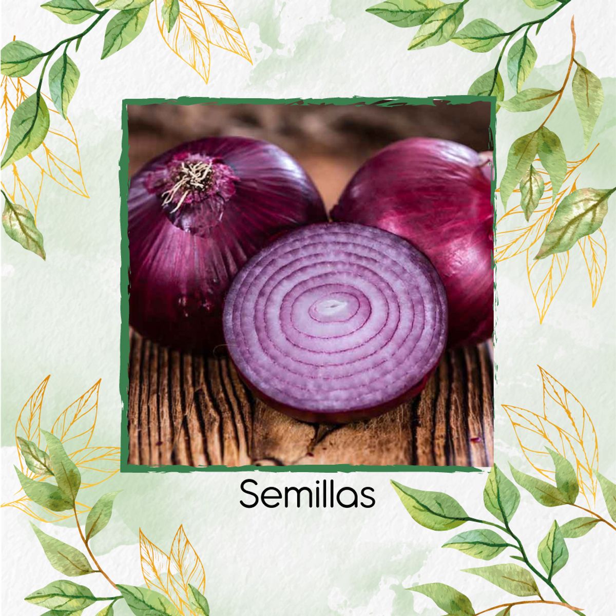 GENERICO - 2.000 Semillas Orgánicas De Cebolla Roja