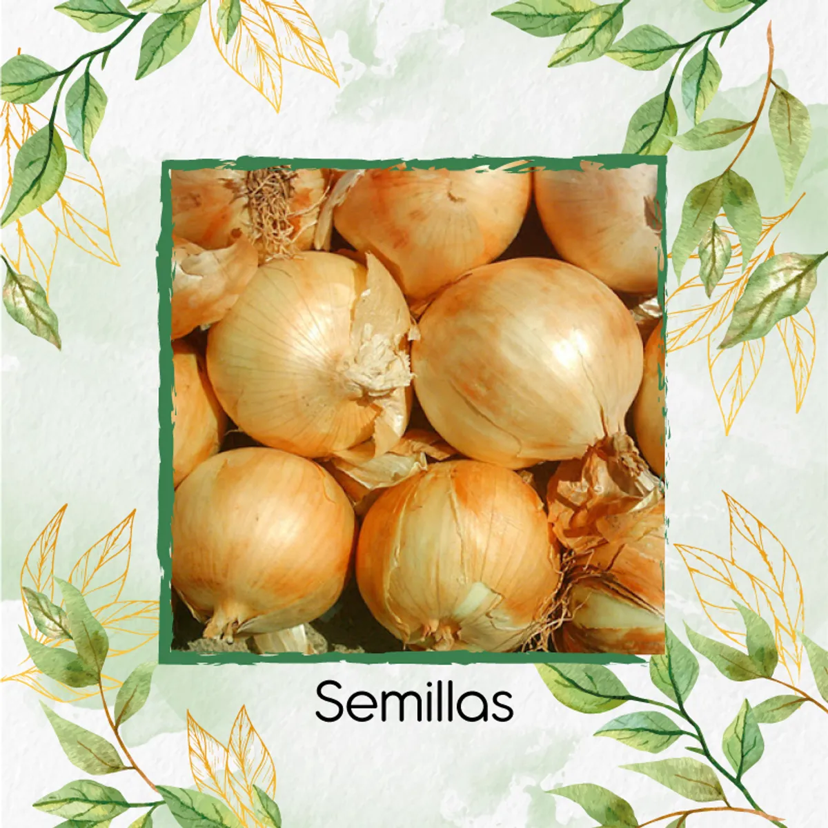GENERICO - 125 Semillas Orgánicas De Cebolla Texas