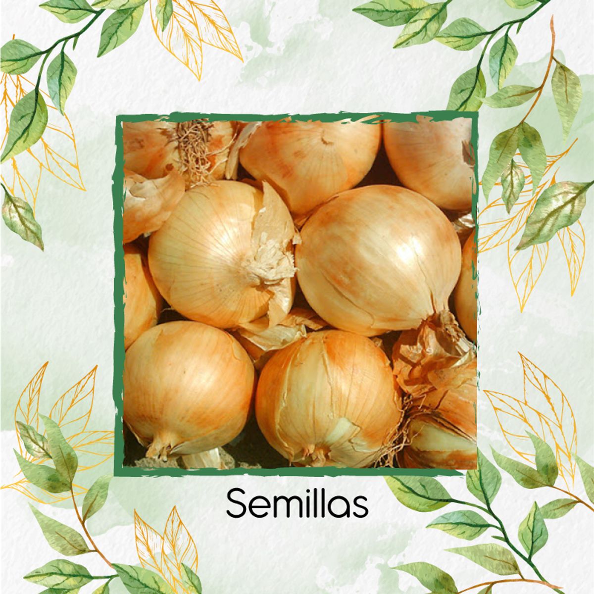 GENERICO - 125 Semillas Orgánicas De Cebolla Texas