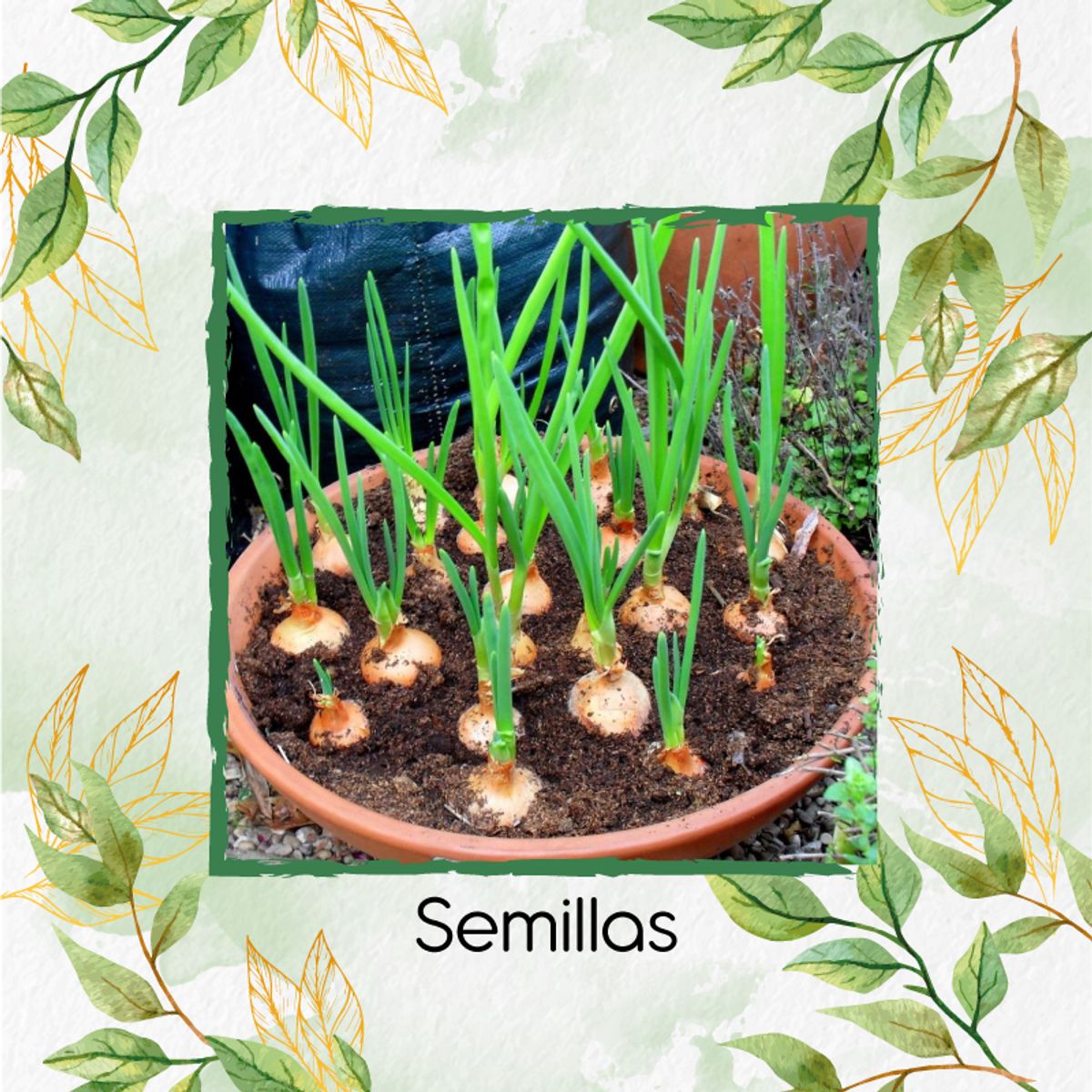 GENERICO - 125 Semillas Orgánicas De Cebolla Texas