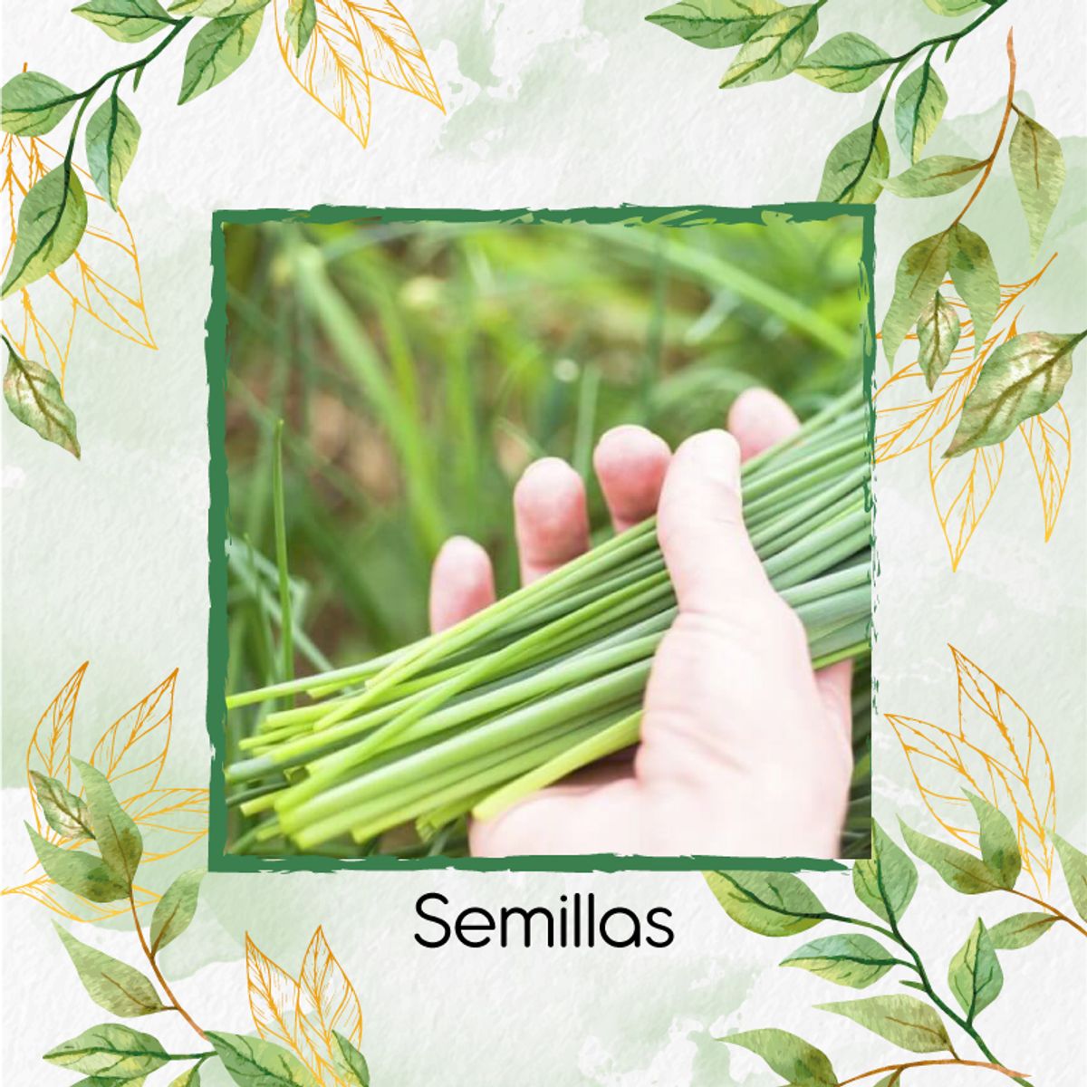 GENERICO - 150 Semillas Orgánicas De Cebollín Fino