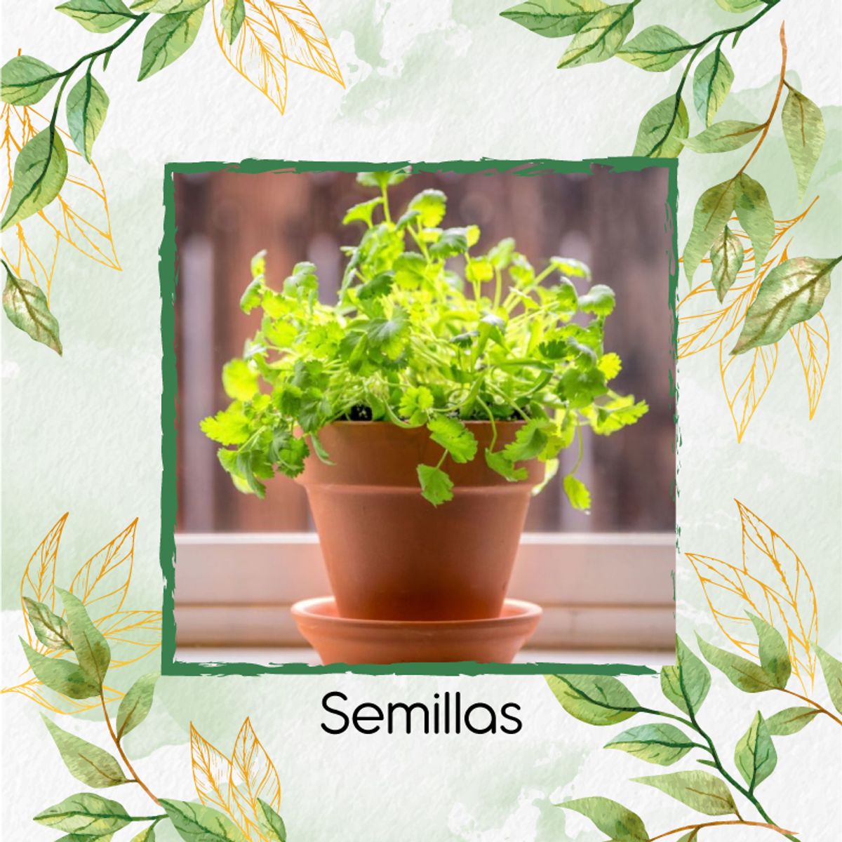 GENERICO - 1.000 Semillas Orgánicas De Cilantro