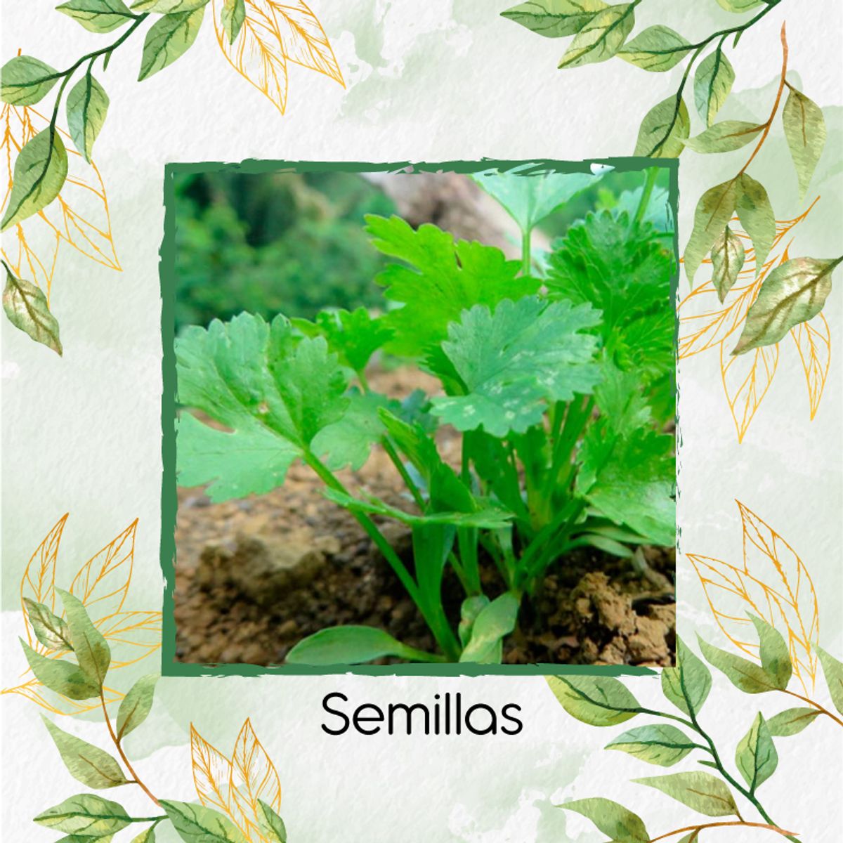 GENERICO - 1.000 Semillas Orgánicas De Cilantro