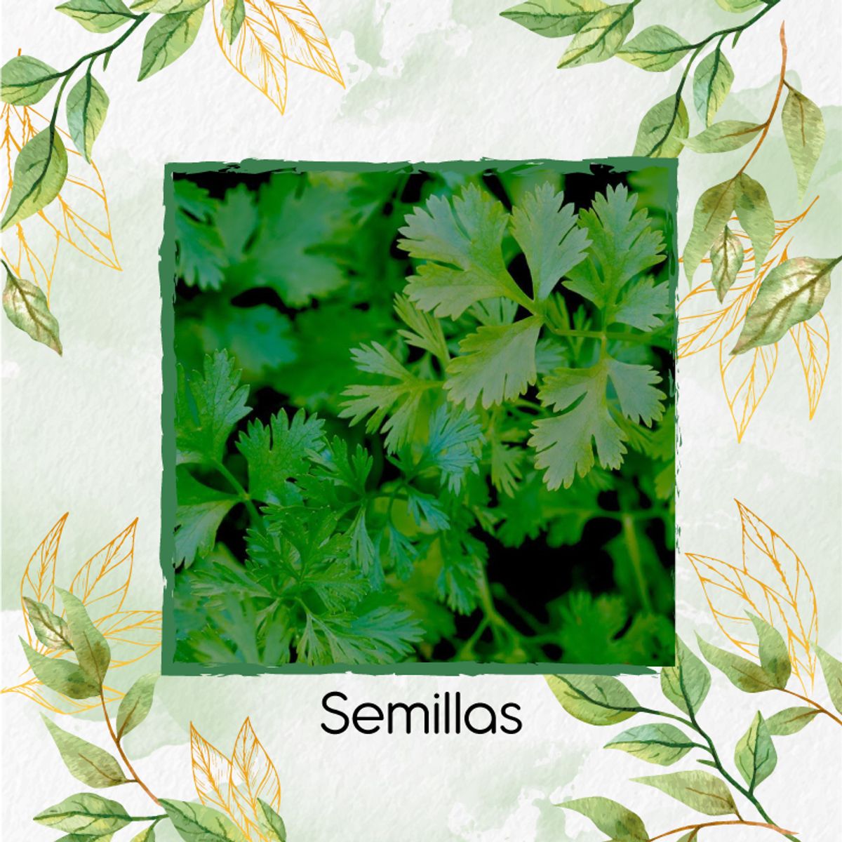 GENERICO - 300 Semillas Orgánicas De Cilantro Patimorado