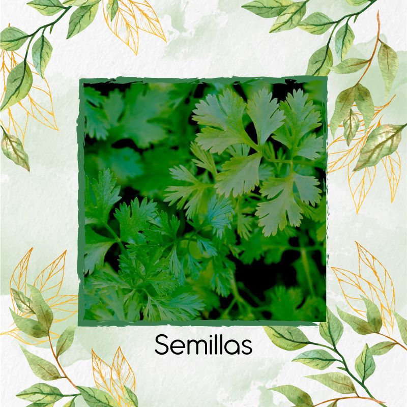 GENERICO - 300 Semillas Orgánicas De Cilantro Patimorado