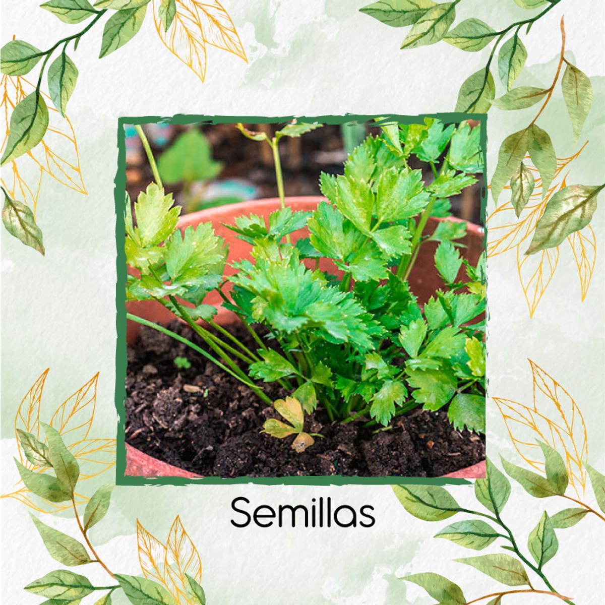 GENERICO - 300 Semillas Orgánicas De Cilantro Patimorado