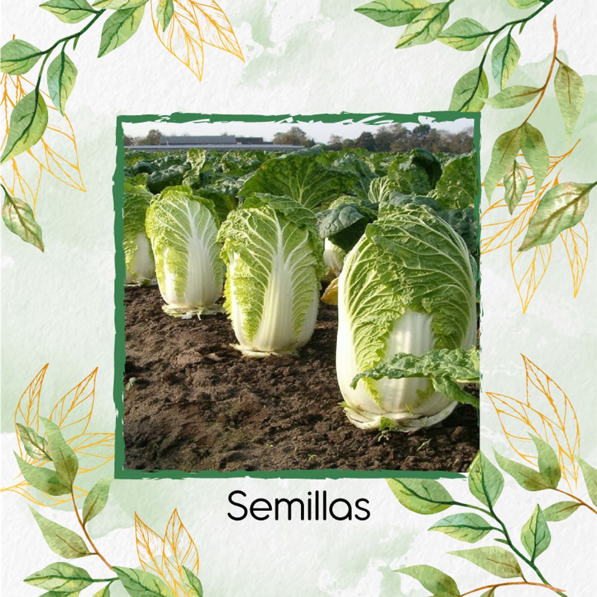 GENERICO - 1.000 Semillas Orgánicas De Col China