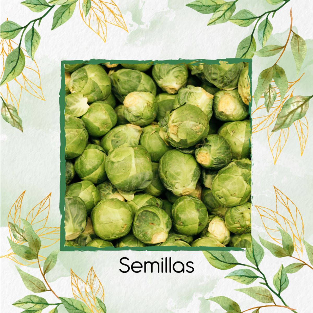 GENERICO - 900 Semillas Orgánicas De Col De Bruselas