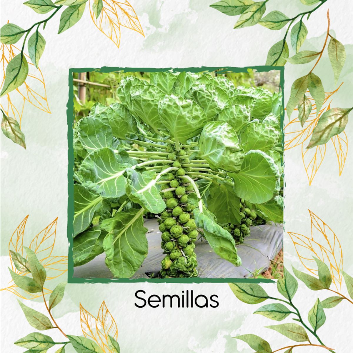 GENERICO - 18.000 Semillas Orgánicas De Col De Bruselas