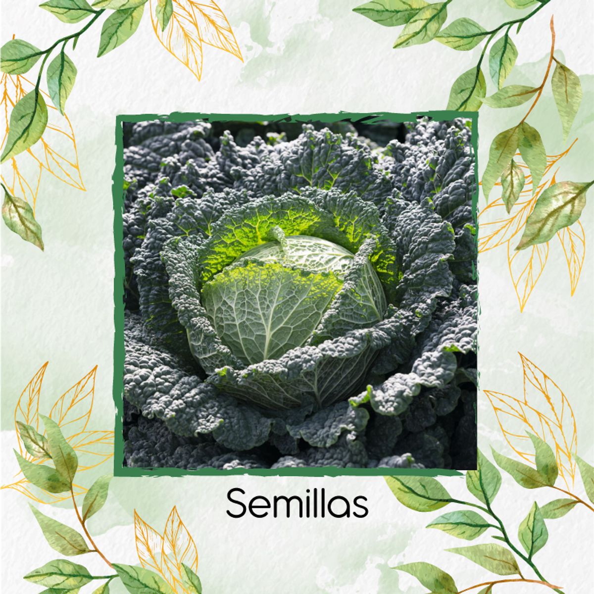 GENERICO - 250 Semillas Orgánicas De Col De Milán