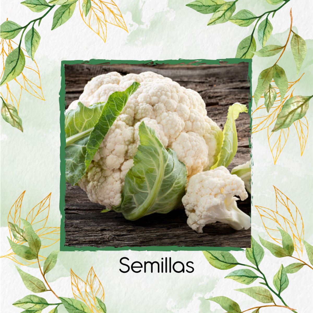 GENERICO - 1.000 Semillas Orgánicas De Coliflor