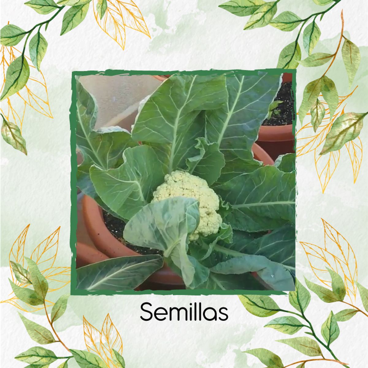 GENERICO - 1.000 Semillas Orgánicas De Coliflor