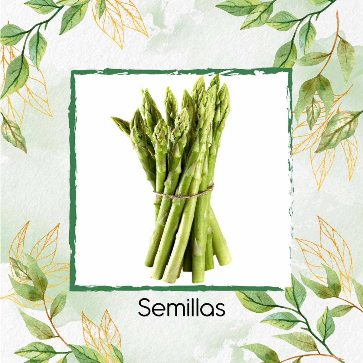 GENERICO - 20 Semillas Orgánicas De Esparragos