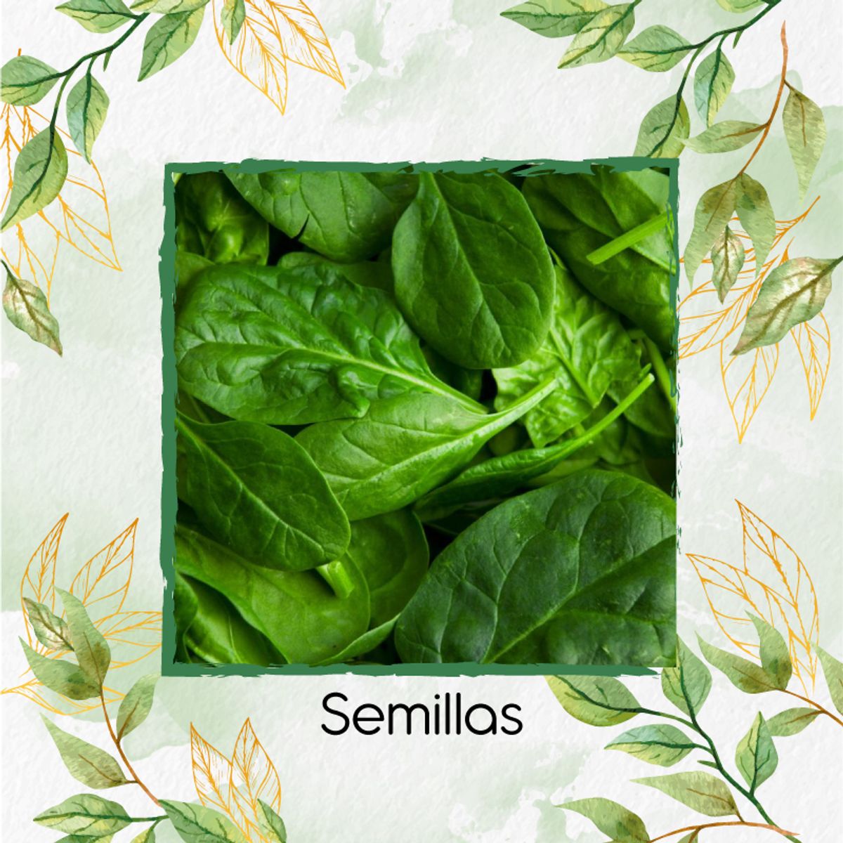 GENERICO - 120 Semillas Orgánicas De Espinaca
