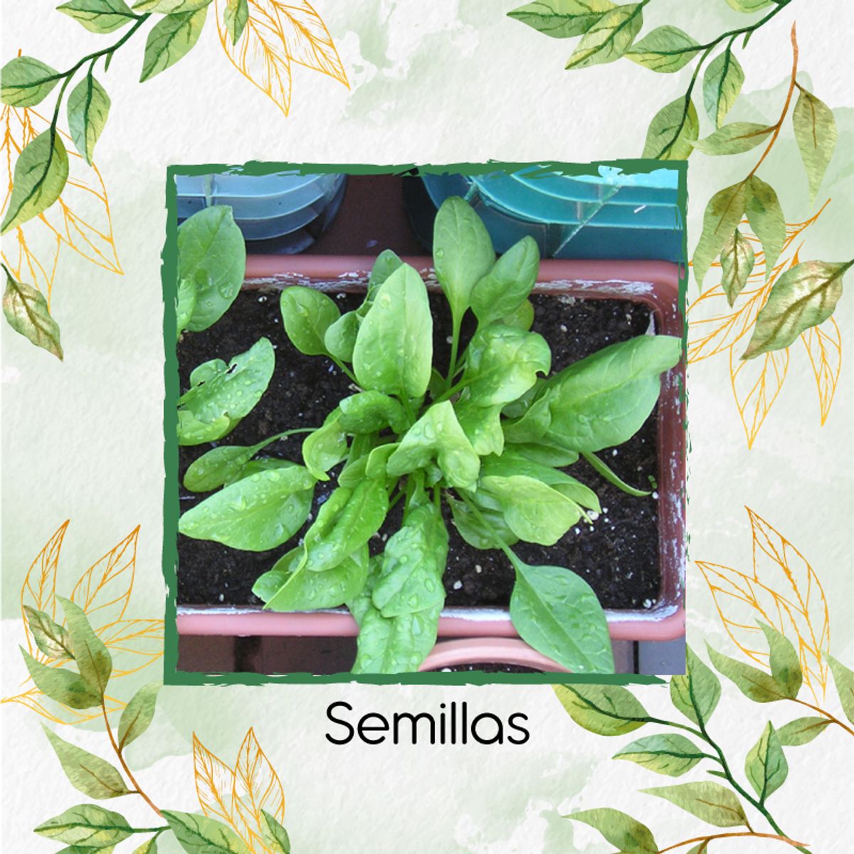 GENERICO - 120 Semillas Orgánicas De Espinaca