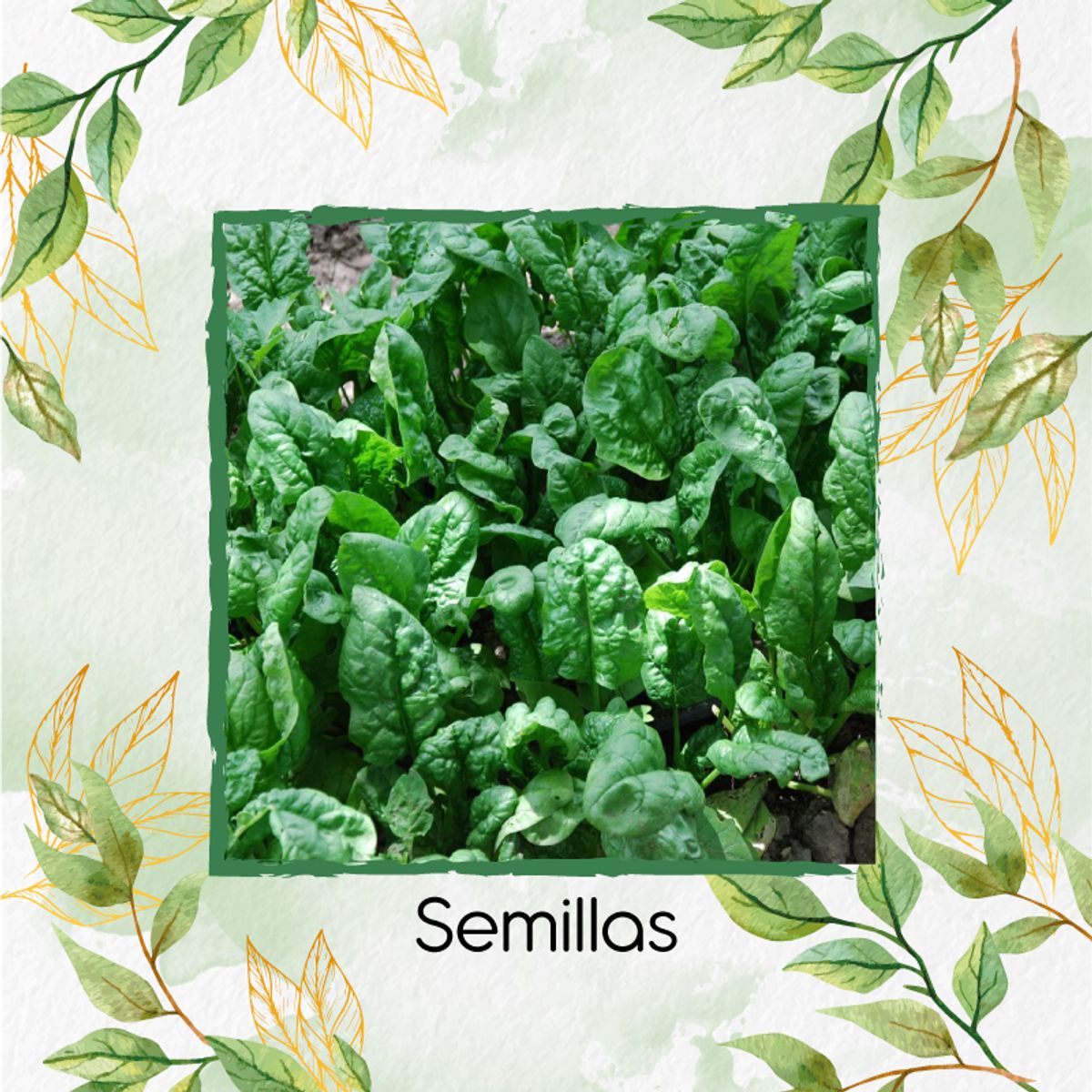 GENERICO - 20 Semillas Orgánicas De Espinaca Bloomsdale