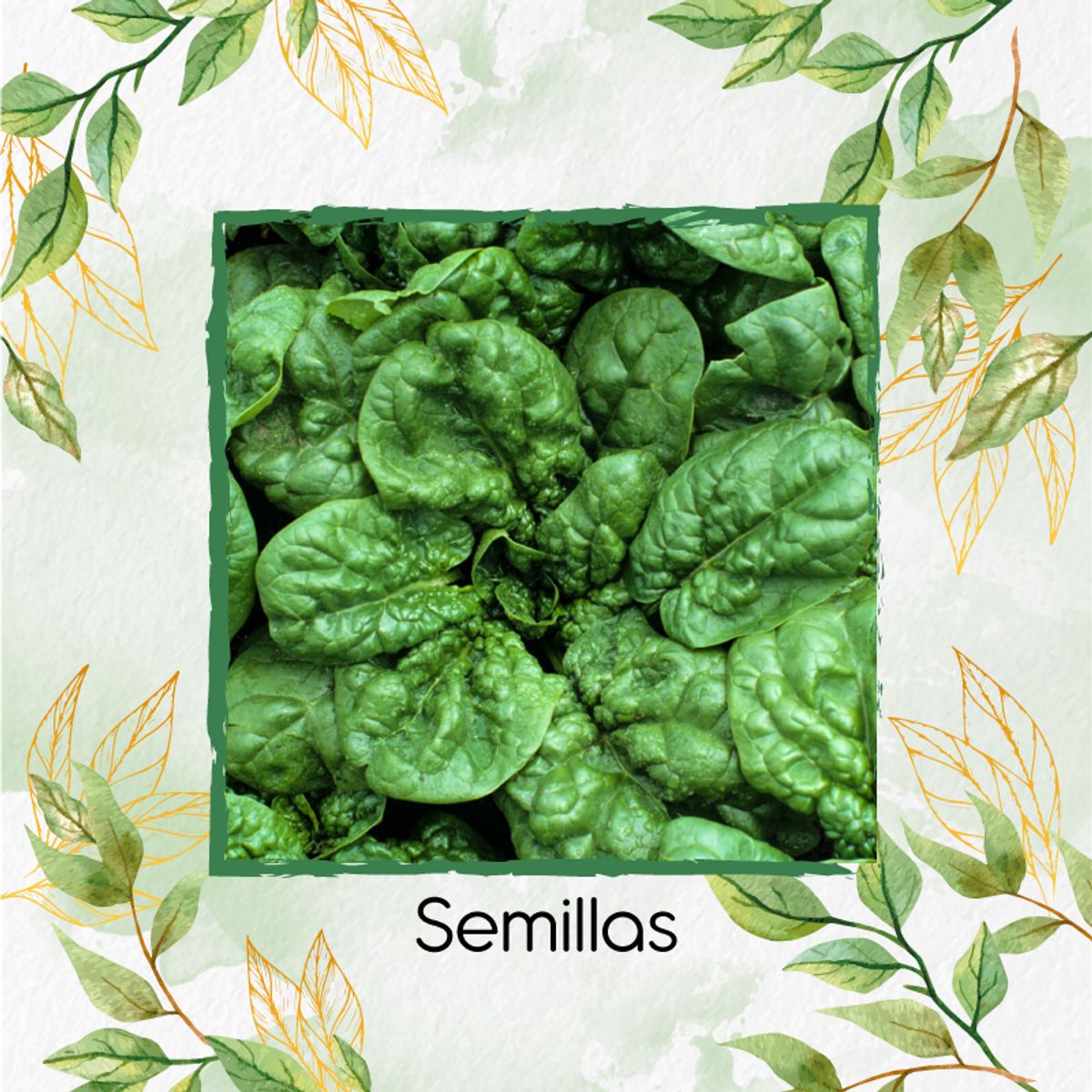 GENERICO - 80 Semillas Orgánicas De Espinaca Bloomsdale