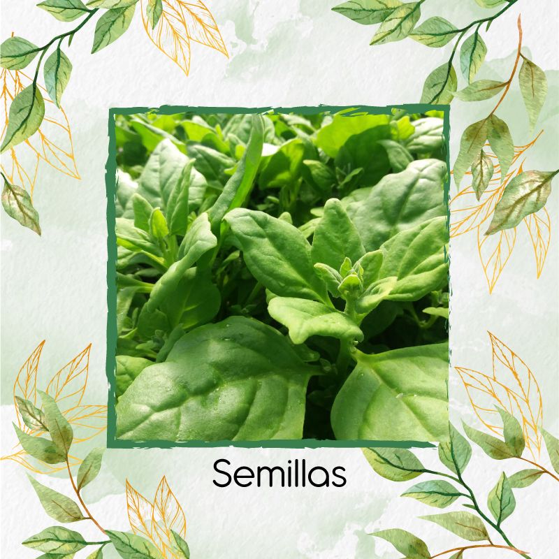 GENERICO - 25 Semillas Orgánicas De Espinaca Rastrera