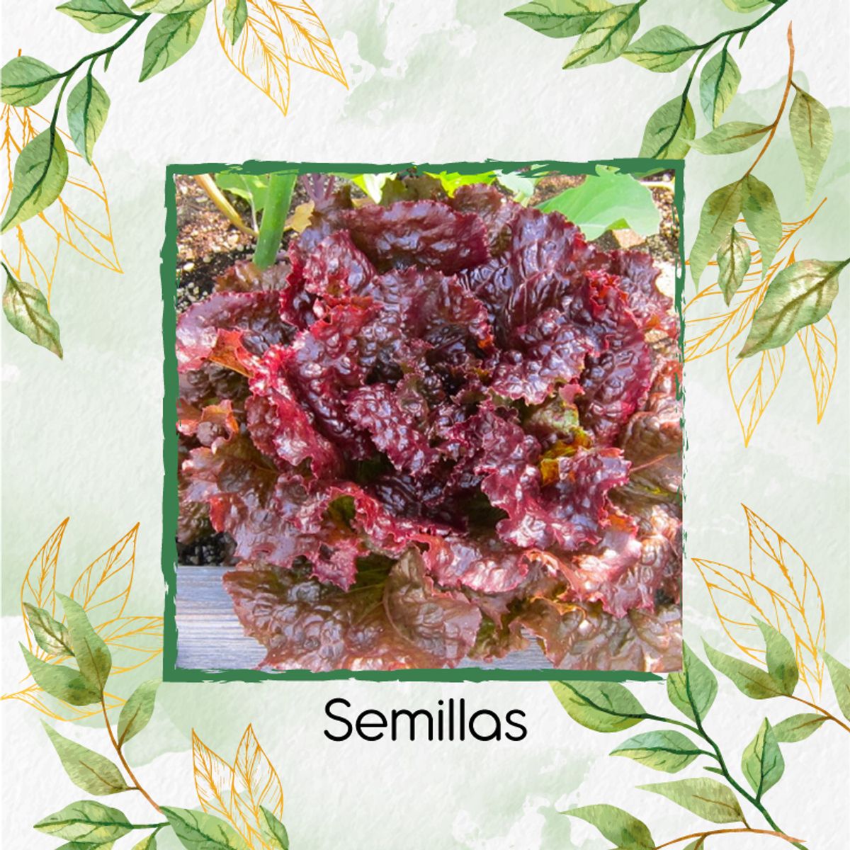 GENERICO - 400 Semillas Orgánicas De Lechuga Morada