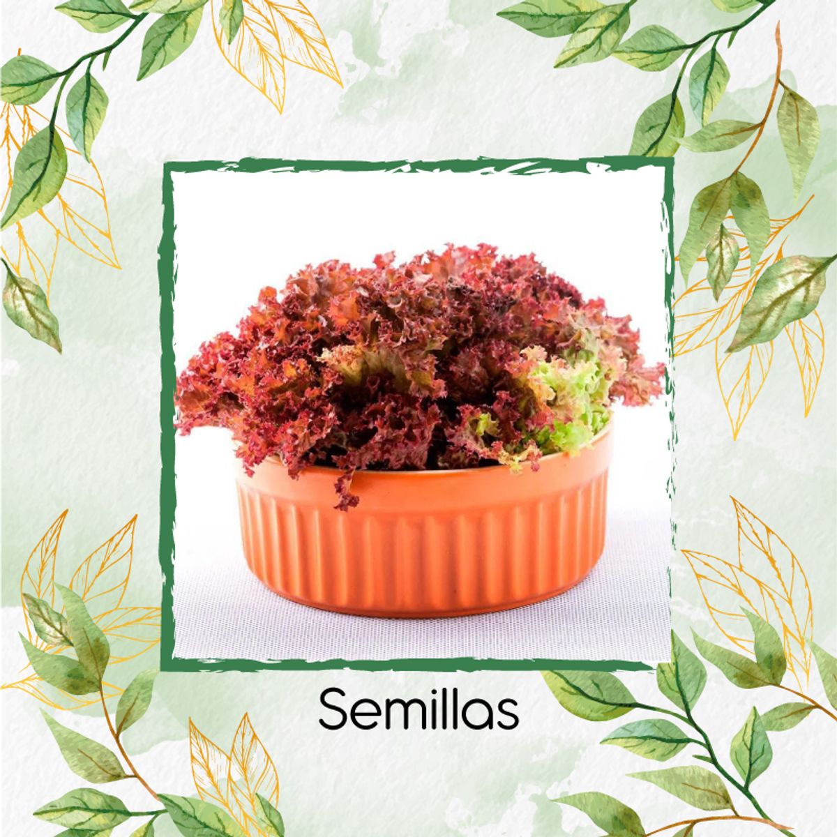 GENERICO - 400 Semillas Orgánicas De Lechuga Morada