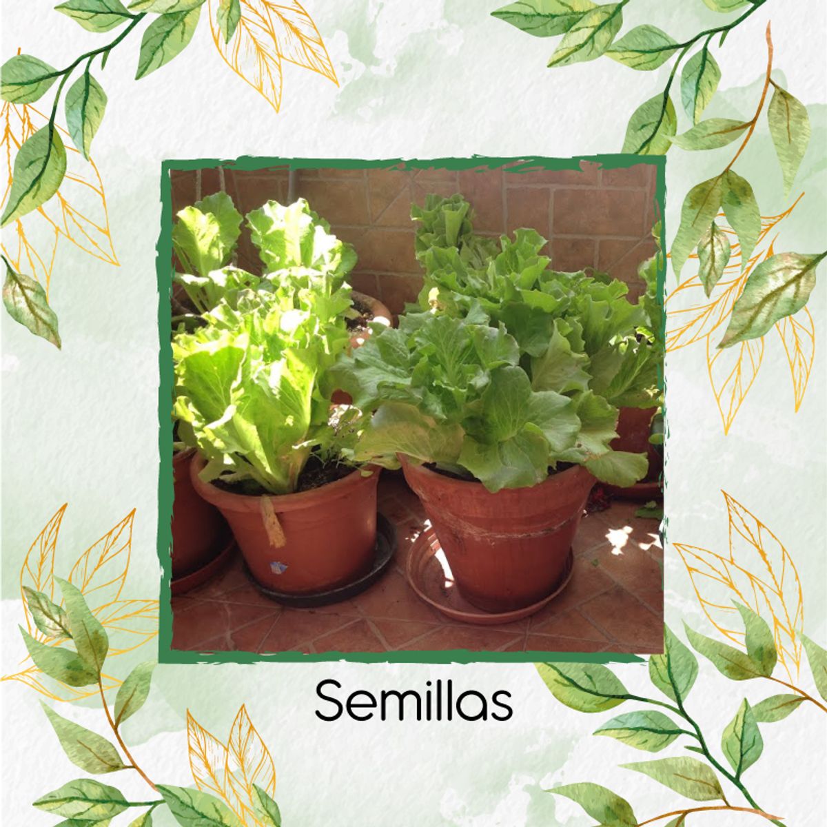 GENERICO - 200 Semillas Orgánicas De Lechuga Batavia