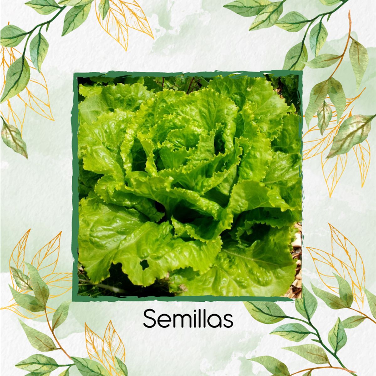 GENERICO - 2.000 Semillas Orgánicas De Lechuga Batavia