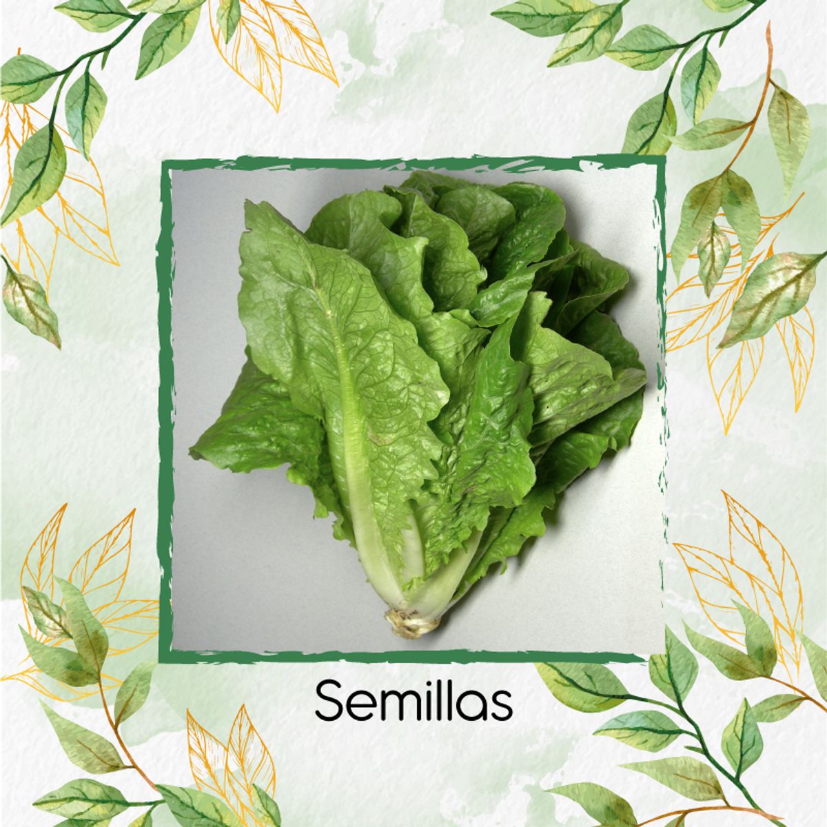 GENERICO - 113 Semillas Orgánicas De Lechuga Romana