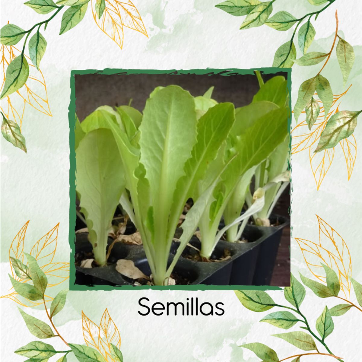 GENERICO - 113 Semillas Orgánicas De Lechuga Romana