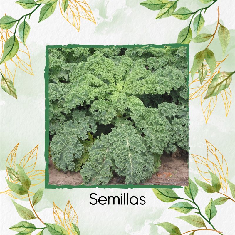 Semillas De Molokhia (La Comida Del Rey) - Pack De 100 Semillas Frescas Y Orgánicas Para Germinar