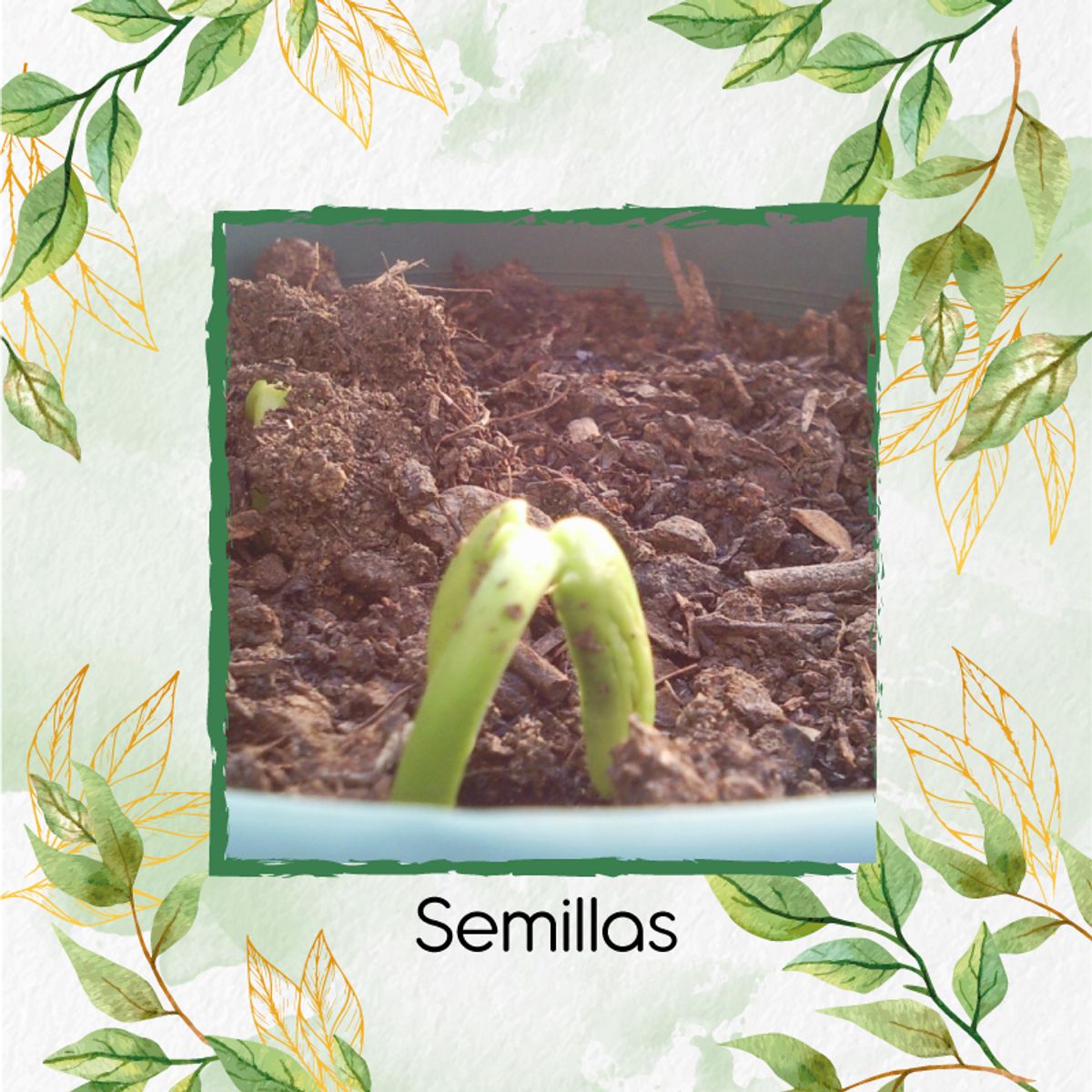 GENERICO - 150 Semillas Orgánicas De Habichuela