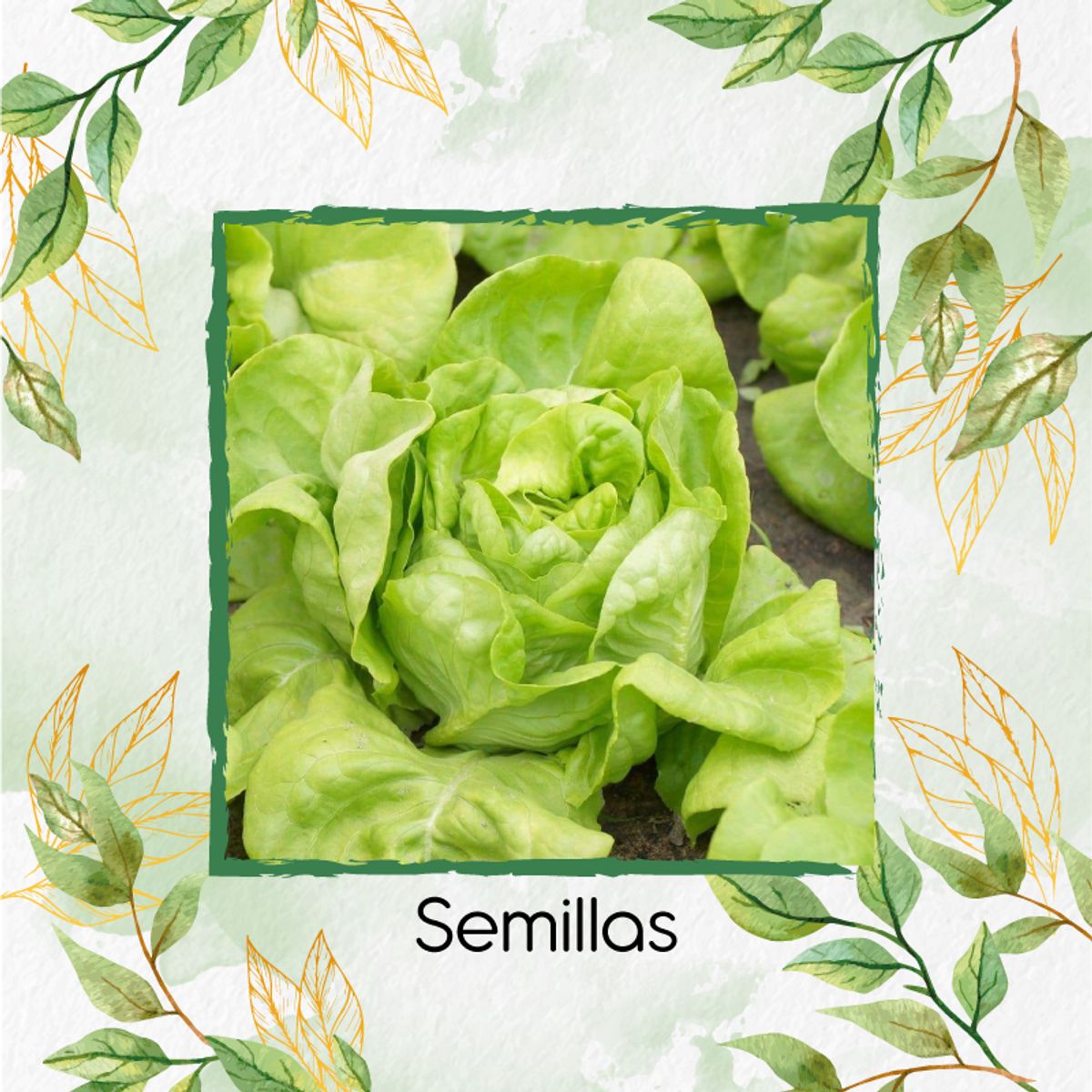 GENERICO - 100 Semillas Orgánicas De Lechuga Boston