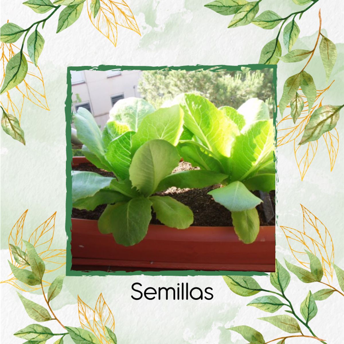 GENERICO - 100 Semillas Orgánicas De Lechuga Boston