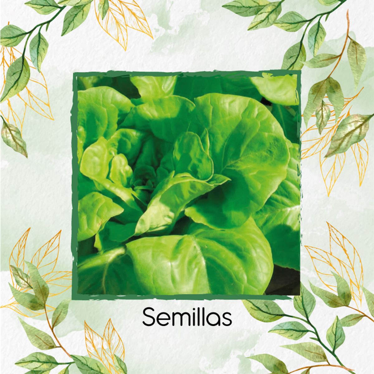 GENERICO - 28.000 Semillas Orgánicas De Lechuga Lisa