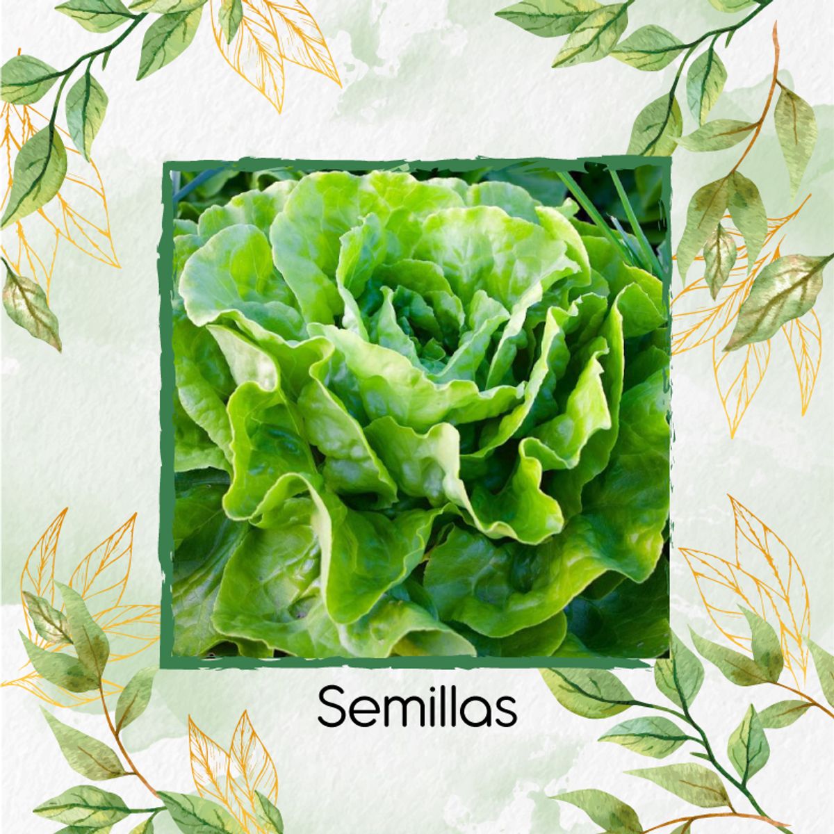 GENERICO - 28.000 Semillas Orgánicas De Lechuga Lisa