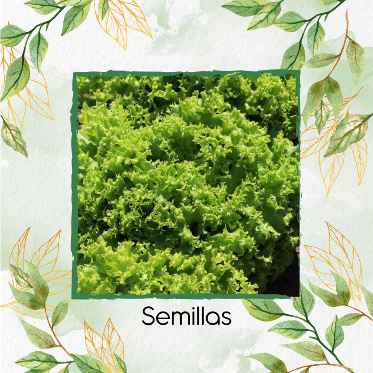 GENERICO - 100 Semillas Orgánicas De Lechuga Crespa