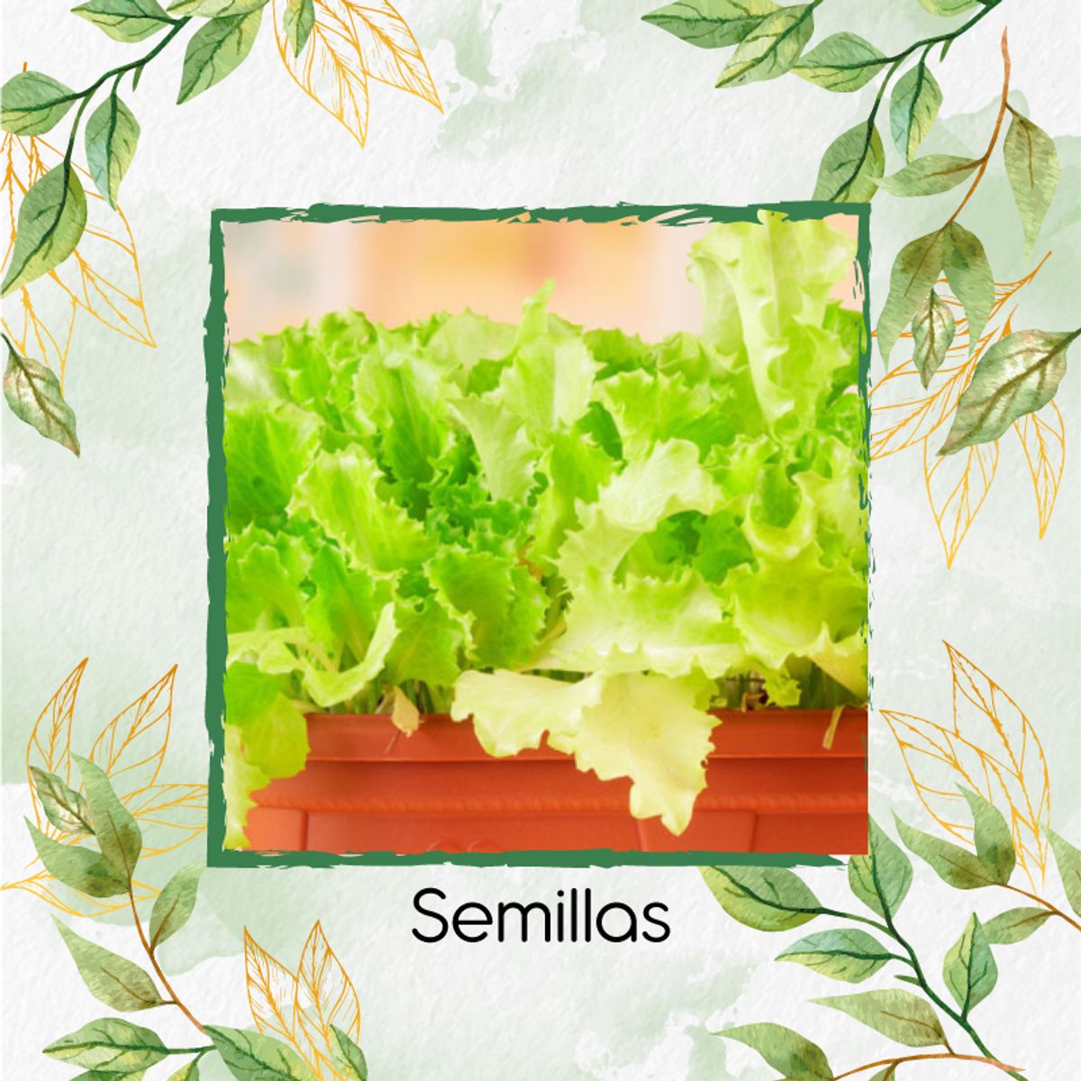 GENERICO - 100 Semillas Orgánicas De Lechuga Crespa