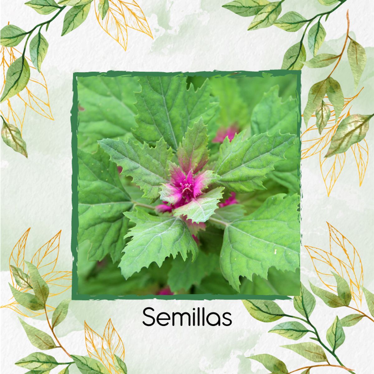GENERICO - 2.000 Semillas Orgánicas De Magenta Spreen