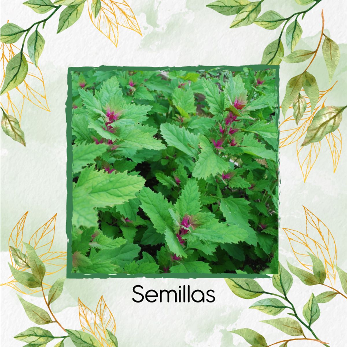 GENERICO - 2.000 Semillas Orgánicas De Magenta Spreen
