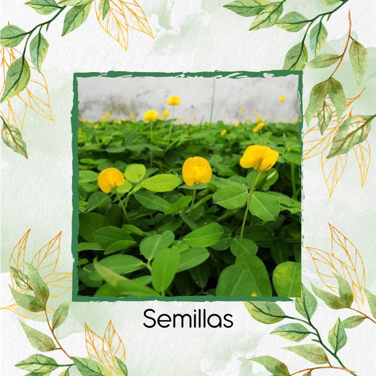 GENERICO - 14 Semillas Orgánicas De Maní Forrajero