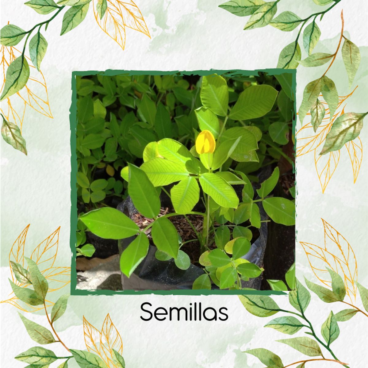 GENERICO - 14 Semillas Orgánicas De Maní Forrajero