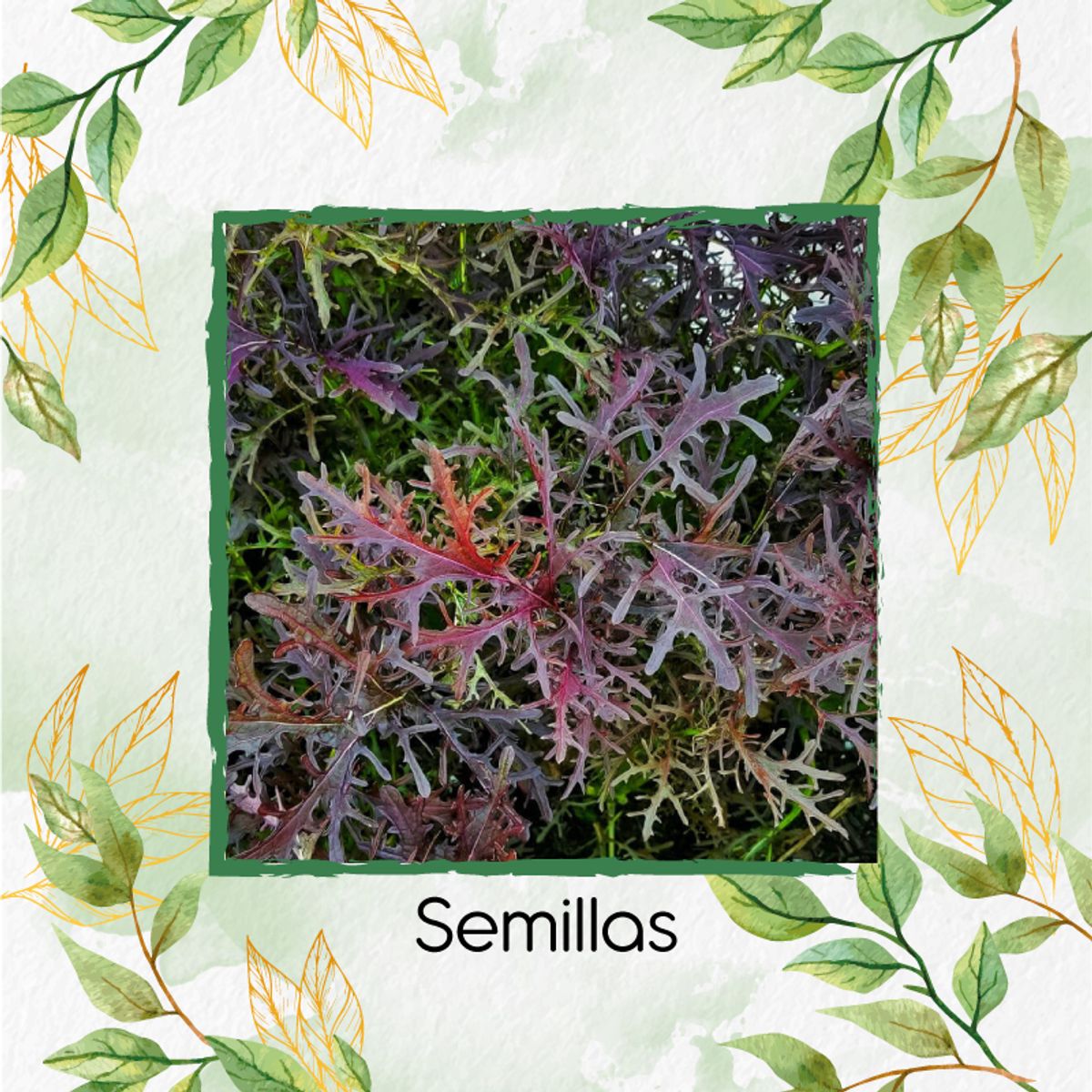 GENERICO - 430 Semillas Orgánicas De Mostaza Mizuna Roja Hoja Delgada