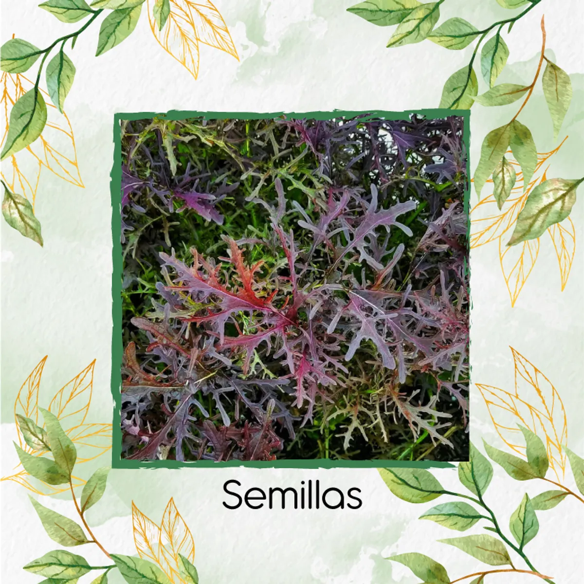 GENERICO - 860 Semillas Orgánicas De Mostaza Mizuna Roja Hoja Delgada