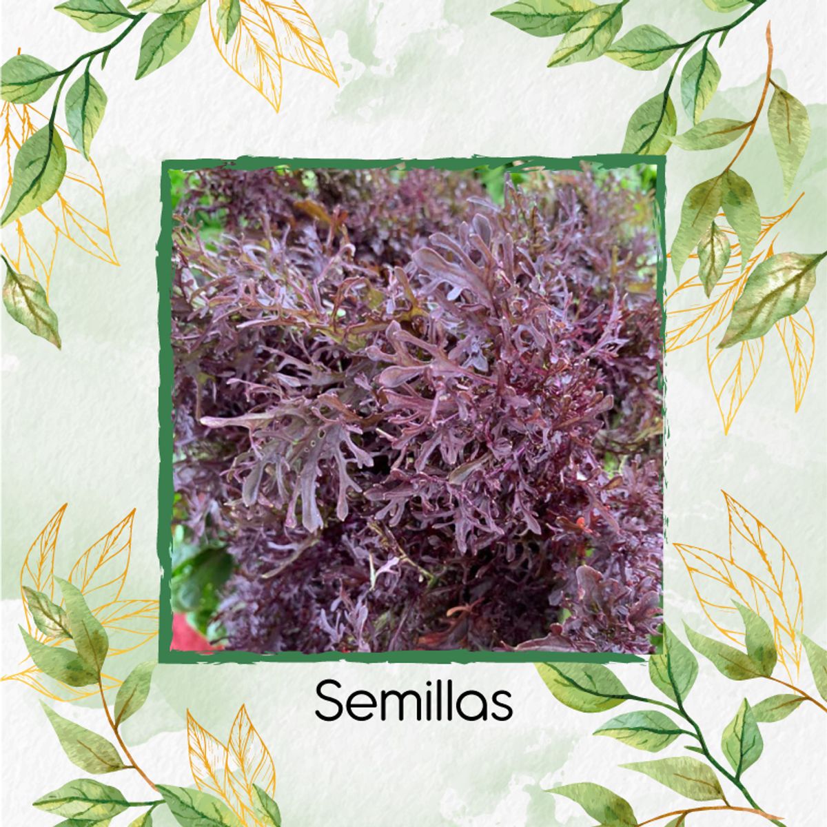 GENERICO - 1.720 Semillas Orgánicas De Mostaza Mizuna Roja Hoja Delgada
