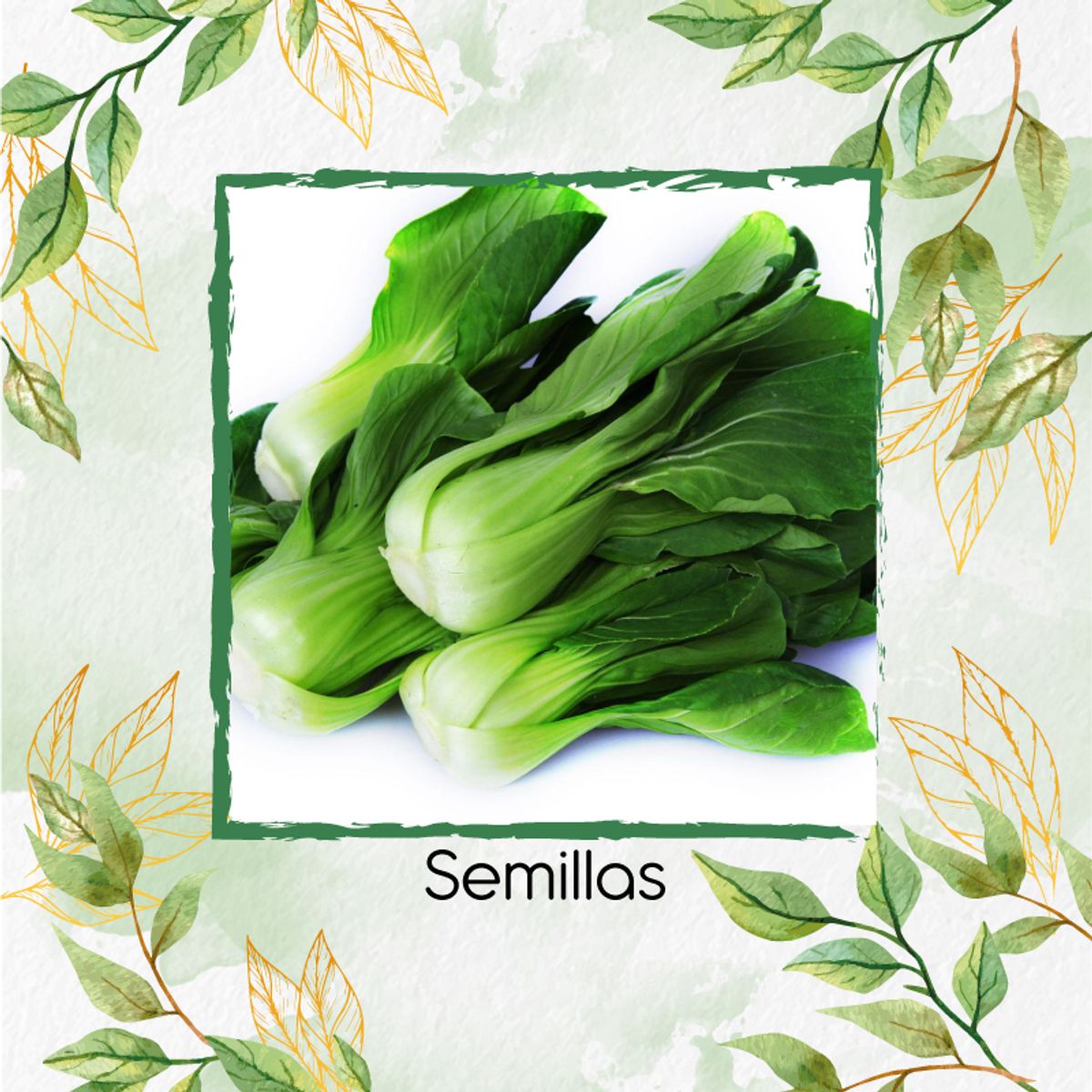 GENERICO - 250 Semillas Orgánicas De Pak Choi